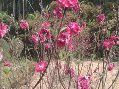 -南国桃园旅游度假区