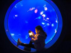 -海合安武汉极地海洋公园
