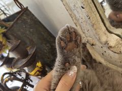 -共舞时光猫咖·狗咖(新街口店)