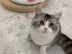 -飞行喵MR PILOT|猫舍·猫咖(静安大融城店)