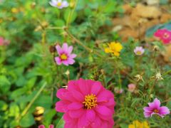 -光明小镇欢乐田园