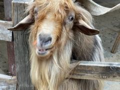 -北京鹿世界主题园