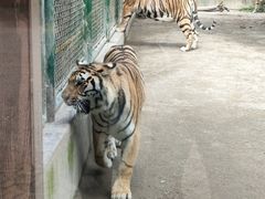-上海野生动物园