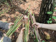 -铁山坪森林公园