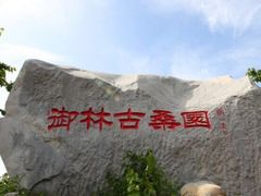-御林古桑园