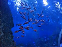 -芜湖新华联大白鲸海洋公园