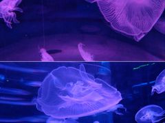 -海合安成都极地海洋公园