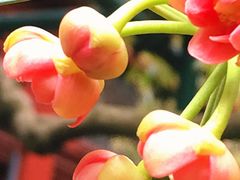 -东山雕花楼