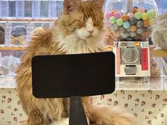-平行世界·猫咖(首经贸店)