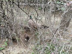 -北京麋鹿生态实验中心