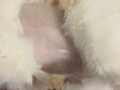 -美联众合爱康动物医院•复杂内科•肿瘤科•牙科•腔镜诊疗中心