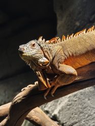 -Zoolung Zoolung动物主题公园(海信广场店)