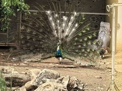 -丽泽山庄·生态怀柔菜·虹鳟鱼(红螺寺店)