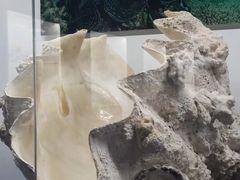 -贝壳王国博物馆