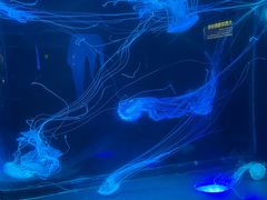 -合肥海洋世界