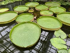 -国家植物园南园