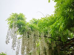 -嘉定紫藤园
