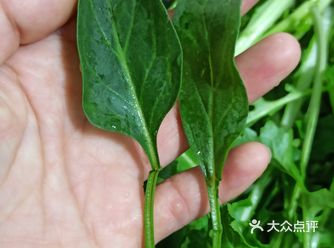 我超听劝！！这菜能生吃么？举着饭碗等回复！