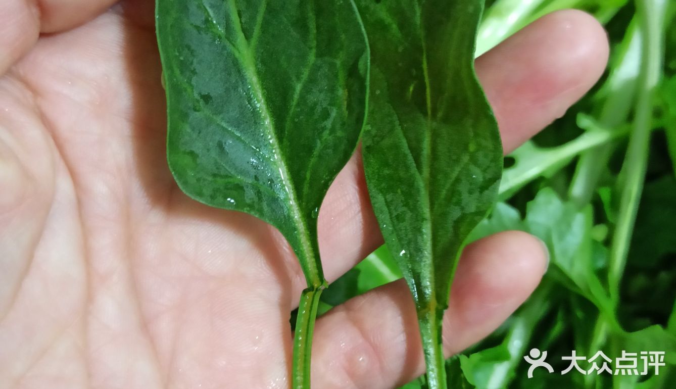 我超听劝!!这菜能生吃么?举着饭碗等回复!