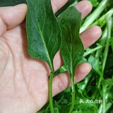 我超听劝!!这菜能生吃么?举着饭碗等回复!