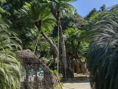 -深圳仙湖植物园
