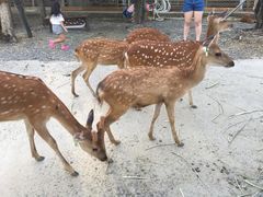 -鹿境梅花鹿生态园区