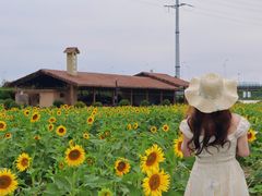 -杭州湾海上花田景区