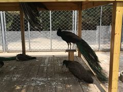 -长白岛森林公园