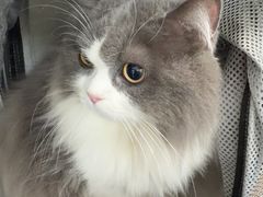 -顺强宠物诊所·狂犬免疫·夜诊·骨科(嘉定店)
