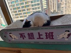 -猫在这儿猫咪咖啡馆·撸猫馆