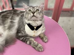 -FAELING PETS美天灵宠物(合生汇店)