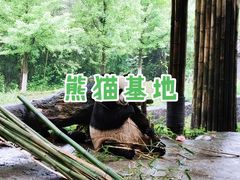 -都江堰中华大熊猫苑