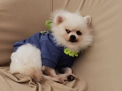 -怪兽屋·羊驼·猫咖·狗咖(俊华广场店)