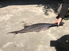 -鸿渡渔庄·特色鸭咀鱼