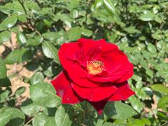 -莲花池公园