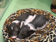 -藦茜花园宠物主题亲子互动体验馆(国顺东路店)