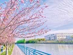 -高东镇樱花园