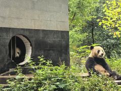 -中国大熊猫保护研究中心雅安碧峰峡基地