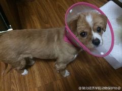 -伟伟宠物医院·CT影像中心·瑞派犬猫综合性门诊(汉口总院)