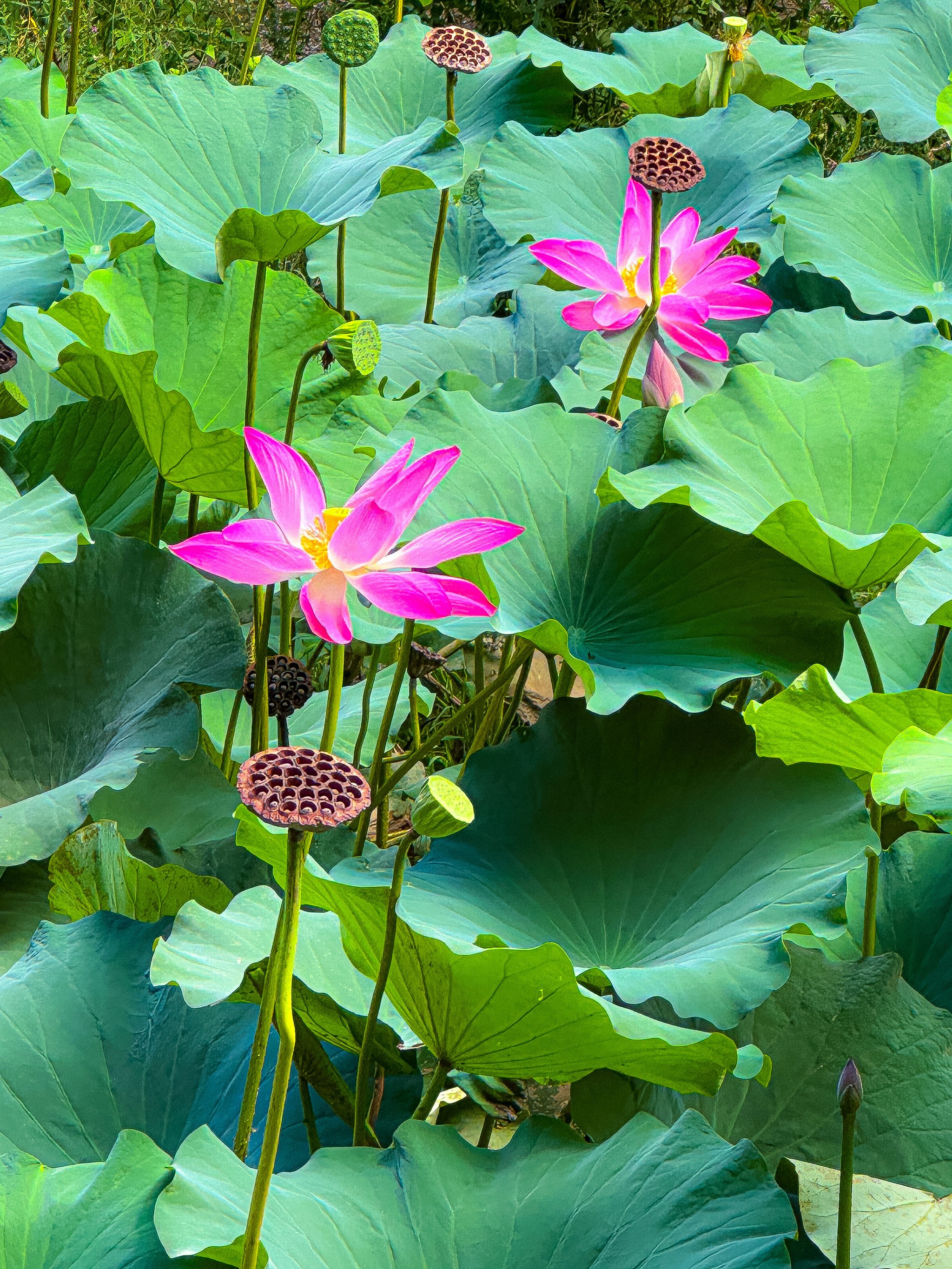 荷花四季的样子图片