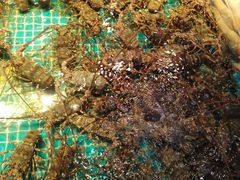 -驻海渔市(置信店)