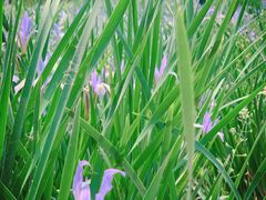 -永定河休闲森林公园