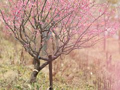 -广富林郊野公园