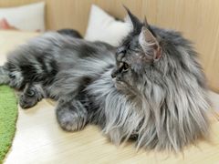 -猫和宫(六道口店)