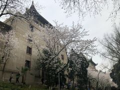 -武汉大学-樱园