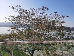 -水上明月·湖景餐厅