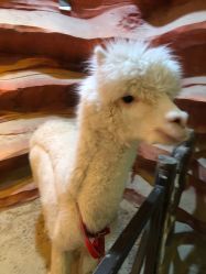 -酷嗒动物文化乐园(cutezoo西溪乐天城店)