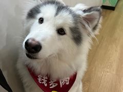 -Husky Go! 哈士奇体验馆·宠物咖啡厅狗咖