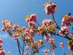 -高东镇樱花园