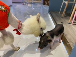 -Moni星球萌宠·小马宝莉·灵蛇·高端高阶全萌宠互动体验俱乐部(红豆国际广场店)